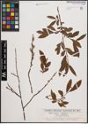 Foto von Salix cinerea L. x Salix purpurea L.
